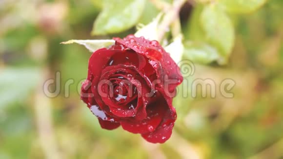 用水滴把美丽的红玫瑰贴在绿色的树枝上红玫瑰花园上有花蕾彩色红玫瑰的艺术形象视频的预览图