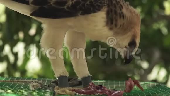 蛇鹰吃鲜肉坐在笼顶上合上捕食的鹰鸟捕食性鸟类野生动物和视频的预览图