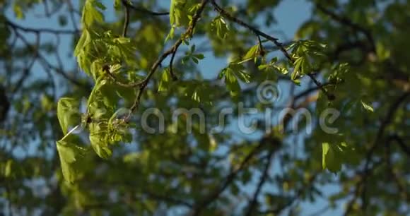 枝叶在风中从容摇曳金色的午后阳光视频的预览图