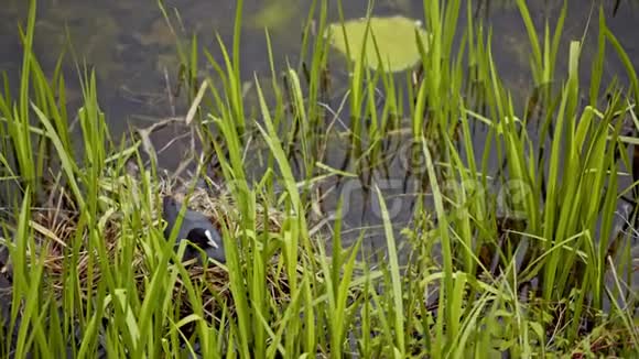 鸭子坐在草地上的鸡蛋上视频的预览图