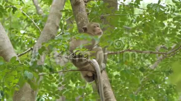 自然界中的猕猴视频的预览图