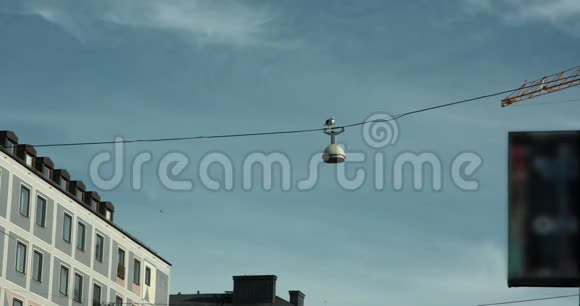 慢镜头的海鸥在路灯上其他海鸥飞过视频的预览图