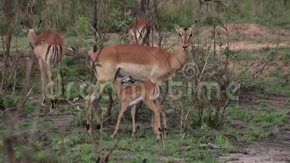非洲大草原上有婴儿的黑斑羚视频的预览图