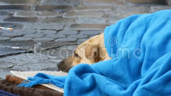 无家可归的人的白色狗盖着蓝色的毯子躺在街上一只流浪狗披着面纱视频的预览图