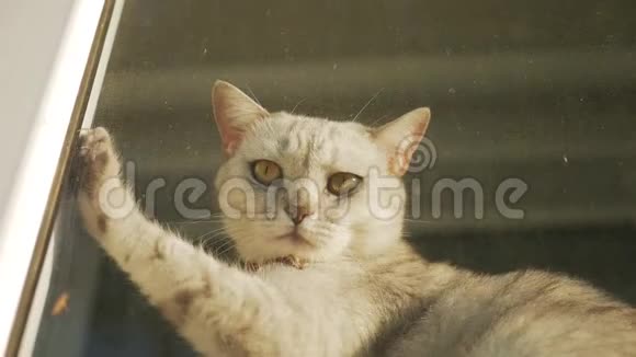 英国小猫向窗外看视频的预览图