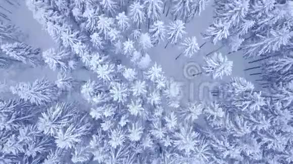 空中俯视图拍摄飞行在冬季年轻的松林和大路覆盖雪没有人视频的预览图