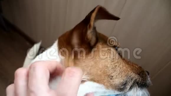 男人抚摸一只狗杰克罗素猎犬视频的预览图