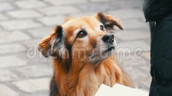 街上饥饿的狗向一个女孩要一块香肠食物狗舔了舔女孩的鼻子和手指视频的预览图