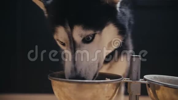 把黑白两色西伯利亚哈士奇和蓝眼睛狗吃东西视频的预览图