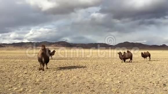 西蒙山沙漠中的骆驼视频的预览图