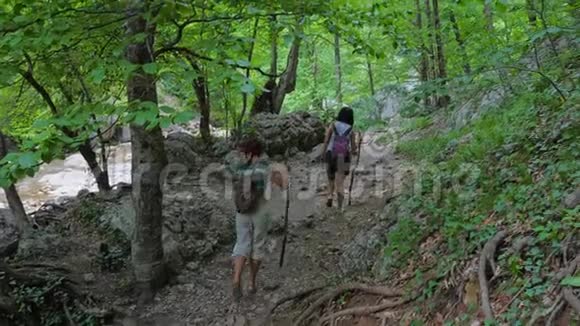年轻的女性旅行者手里拿着木棍沿着徒步小径在山林中散步视频的预览图