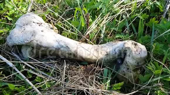 一种主要的骨死动物躺在森林的草地上不明动物在偏远的森林中死亡或被杀视频的预览图