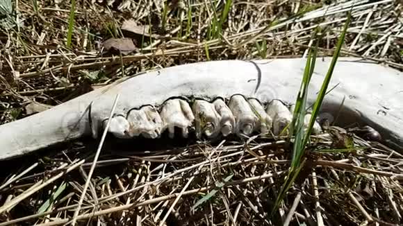 在森林的草地上躺着的死动物的颚骨的遗骸自然界的生命周期视频的预览图