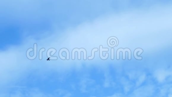 慢动作天空中的乌鸦视频的预览图