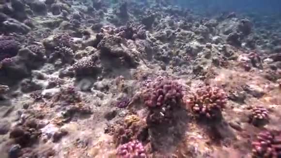 海底阳光照射下的Biautiful珊瑚和Threadfin蝴蝶鱼视频的预览图