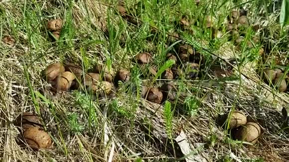 许多不知名动物的圆形棕色小排泄物躺在森林里的草地上草在风中摇曳视频的预览图