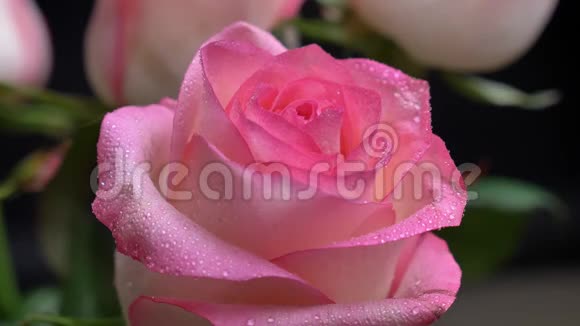 室外花园的花瓣上有水滴的美丽的粉红色玫瑰花近拍视频的预览图