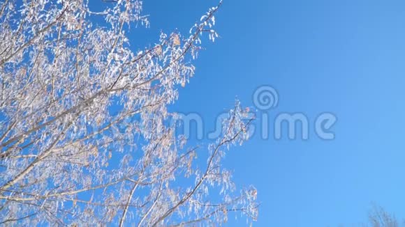 阳光明媚的冬日树枝在明亮的蓝天上覆盖着雪视频的预览图