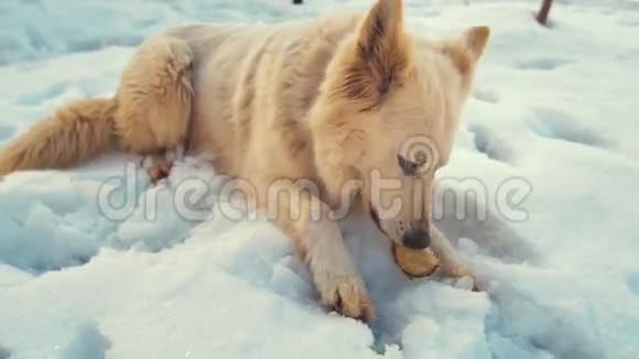 狗躺在雪地里好玩的视频的预览图