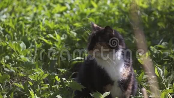 花猫在草地上打哈欠视频的预览图