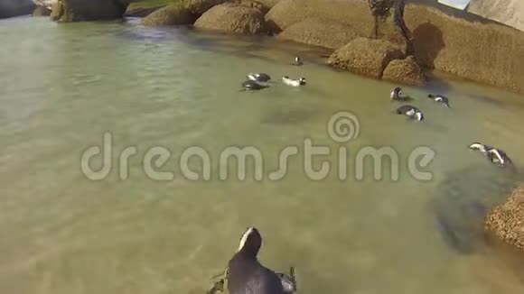 企鹅在水下游泳视频的预览图