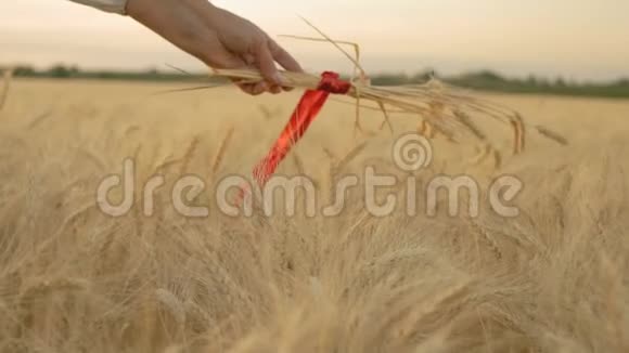 慢动作特写一个被红丝带包裹在麦田上的女人的手视频的预览图