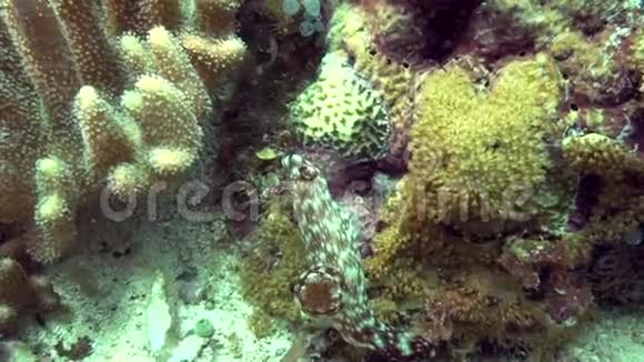Apo岛上的珊瑚视频的预览图