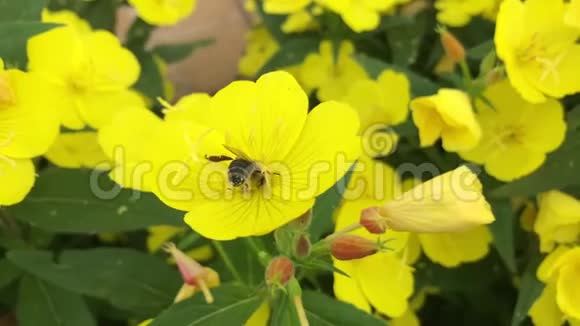 田间采自向日葵花粉的蜂科视频的预览图