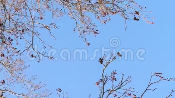 春天的开始光秃秃的树枝对着蓝天视频的预览图