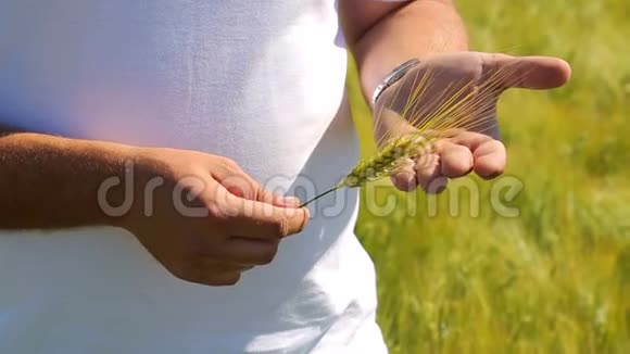 田里的农夫手里拿着庄稼检查庄稼小麦品种的农业研究视频的预览图