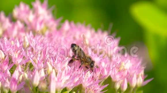 蜜蜂在粉红色的花上采集花蜜慢动作视频的预览图