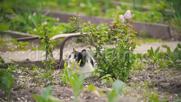 猫跑开了小溪在花园里的夏日慢镜头视频的预览图