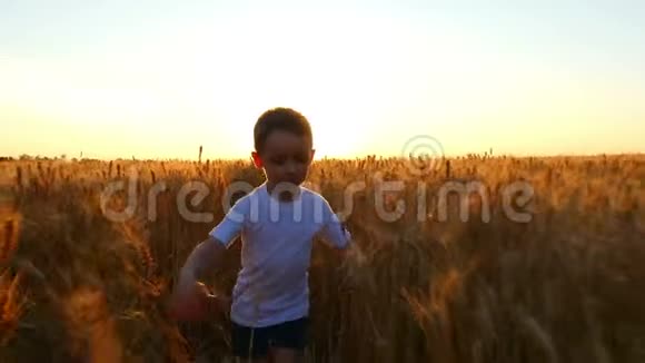 日落时分一个快乐的孩子穿过一片金色的麦田视频的预览图
