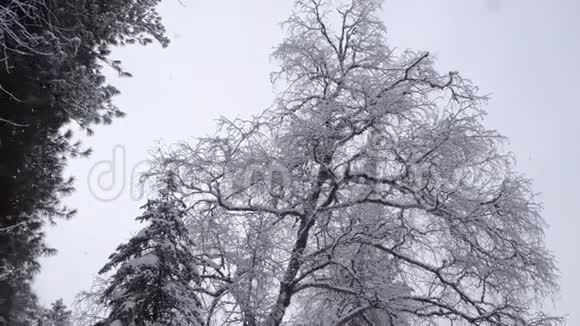 冬天的树下着雪视频的预览图