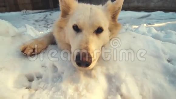 狗躺在雪地里好玩的视频的预览图