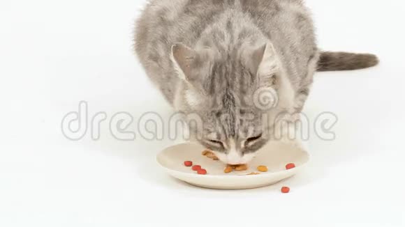 高贵猫的食物视频的预览图