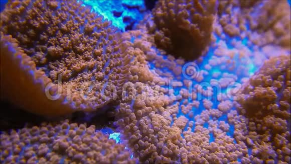 橙色和蓝色蘑菇珊瑚视频的预览图