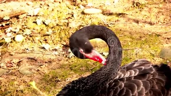 黑天鹅有黑色羽毛和红色钞票视频的预览图