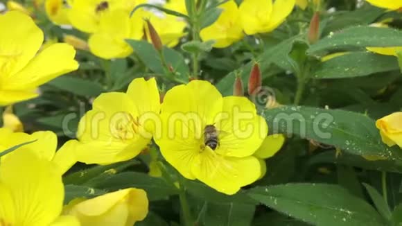 田间采自向日葵花粉的蜂科视频的预览图