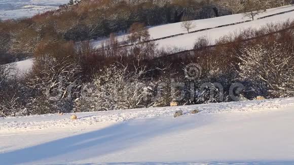 雪山羊游视频的预览图