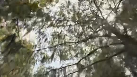 沼泽中的老橡树视频的预览图
