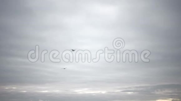 天空笼罩着海鸥飞向地平线视频的预览图