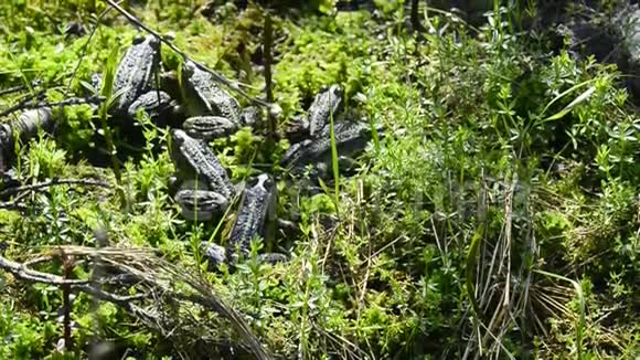 沼地保护区的水蛙视频的预览图