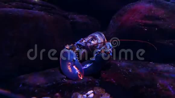 水族馆里的龙虾视频的预览图