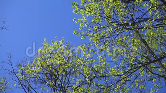年轻的橡树叶在蓝天上摇曳视频的预览图