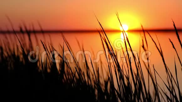 太阳的景色阳光照射在草地后面的海湾里被风吹动视频的预览图