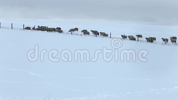 成群的羊在雪地的冬牧场上漫步视频的预览图