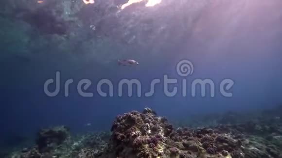 水下阳光下的可爱珊瑚和红海苏丹的小牙齿皇帝莱特利努斯微登视频的预览图