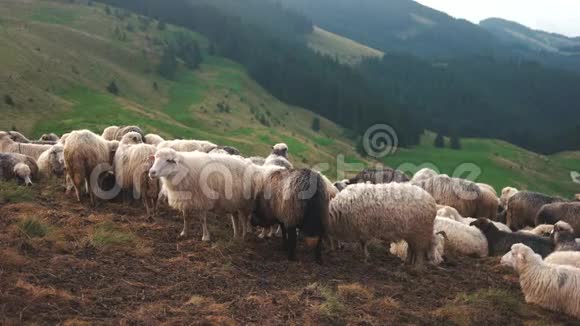 喀尔巴阡山上的一群羊视频的预览图