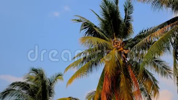三合一视频棕榈树在风中飘扬视频的预览图
